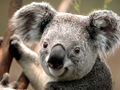 Koala7.jpg